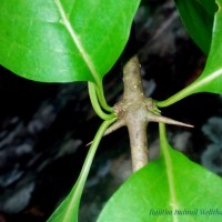 Canthium coromandelicum (Burm.f.) Alston